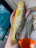 & 海里的“黄金鱼”黄花鱼🐟，超鲜嫩口感，最佳人气海鱼！活冻 商品缩略图6
