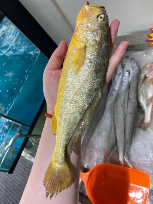 & 海里的“黄金鱼”黄花鱼🐟，超鲜嫩口感，最佳人气海鱼！活冻 商品图6