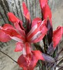 配花 | 染色鸢尾红色【染色可能不均匀 介意慎拍】 商品缩略图0