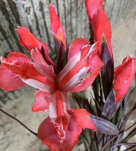 配花 | 染色鸢尾红色【染色可能不均匀 介意慎拍】