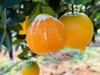 现摘 正宗湖北早红脐橙——九月红果冻橙 商品缩略图3