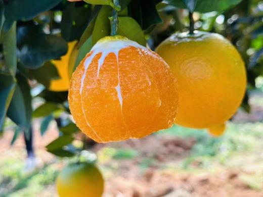 现摘 正宗湖北早红脐橙——九月红果冻橙 商品图3