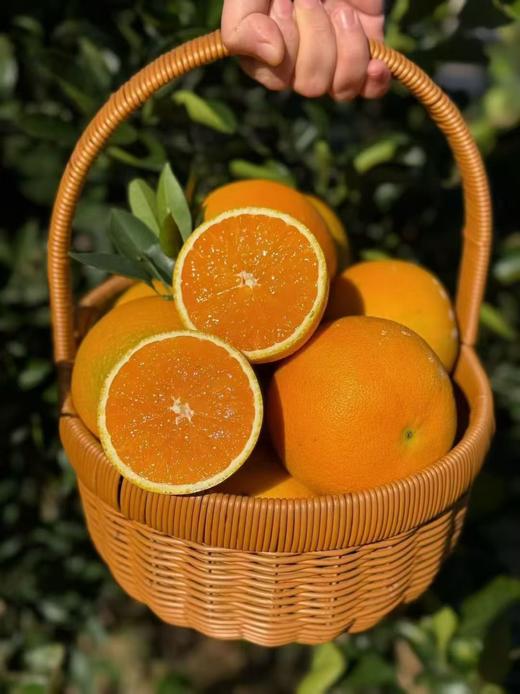 现摘 正宗湖北早红脐橙——九月红果冻橙 商品图0