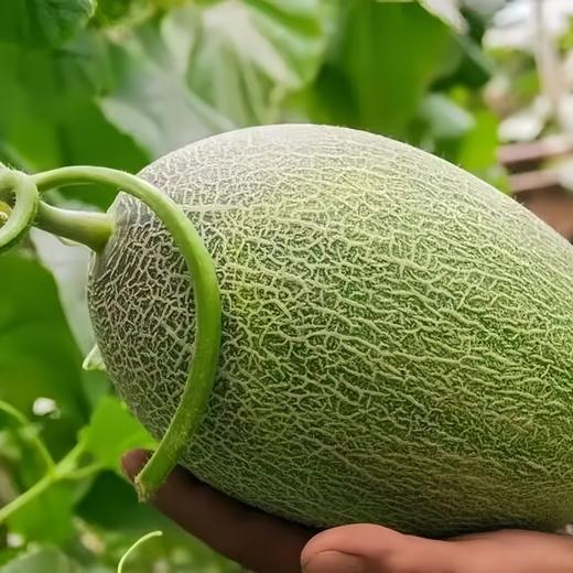 【金祥绿瑞蜜瓜双拼 】汁水丰盈，皮薄肉细，瓜香四溢 商品图2