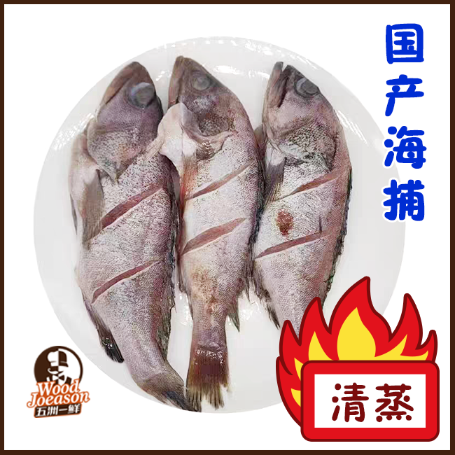 [青石斑鱼] 500g*1条装 国产海捕 清蒸/家焖
