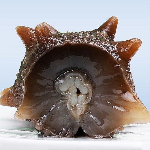 大连低压冷蒸鲜食刺参18-20头可追溯 商品图0