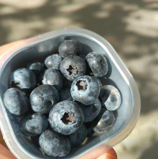 【云南花香幸运杯有机云南蓝莓】品种优瑞卡，敲好吃的蓝莓，水果届中的护眼神器，蓝莓届中的佼佼者，果粉好，口感脆甜，满满的花青素。 商品图3