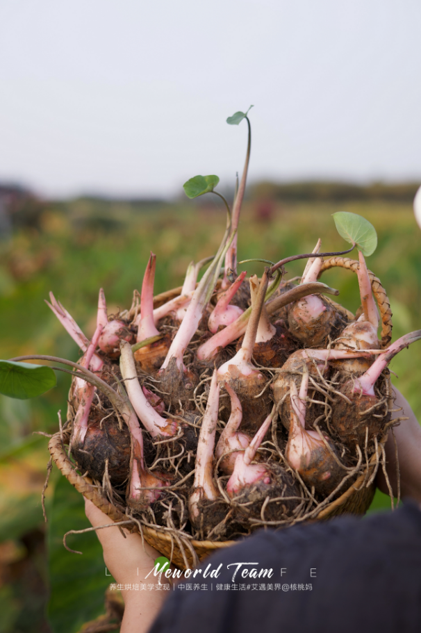 核桃外婆种的有机红香芋 𝟔斤装（实重𝟕斤）