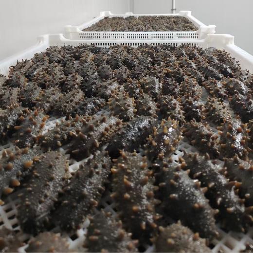 大连低压冷蒸鲜食刺参18-20头可追溯 商品图3