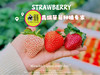 三色草莓🍓礼盒💝（红颜+粉淡雪+白天使）一套2盒（30枚） 商品缩略图0