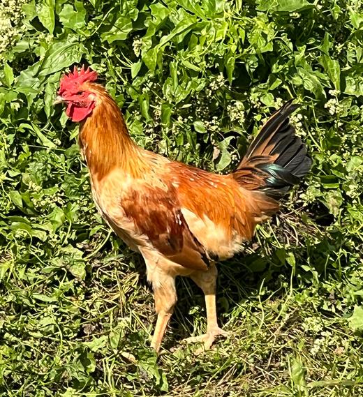 跑山童子鸡约2斤 商品图0