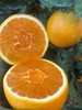 现摘 正宗湖北早红脐橙——九月红果冻橙 商品缩略图2