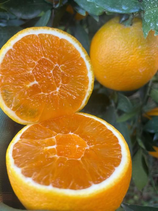 现摘 正宗湖北早红脐橙——九月红果冻橙 商品图2