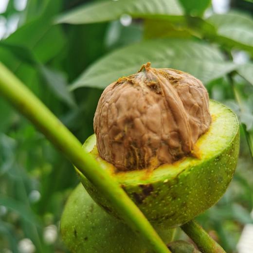 云南老树有机核桃 3斤礼盒装   A-5584 商品图9