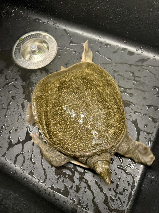 #外塘甲鱼·四年老鳖#肉质饱满，糯糯的胶质，扎实的腿肉，鲜美的甲鱼汤。 商品图6