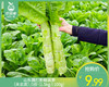 山东霜打新鲜莴笋（未去皮）/1份（1.5kg±100g） 商品缩略图0