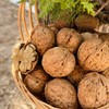云南老树有机核桃 3斤礼盒装   A-5584 商品缩略图11