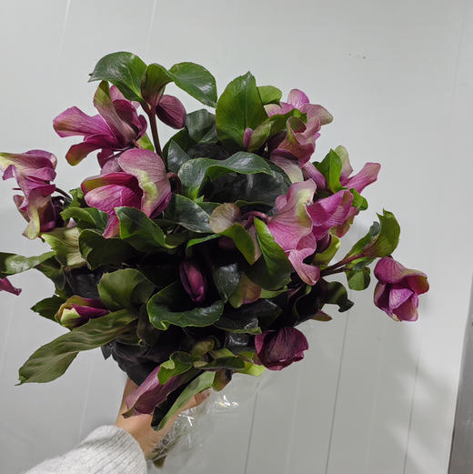 菟葵.红色 商品图2