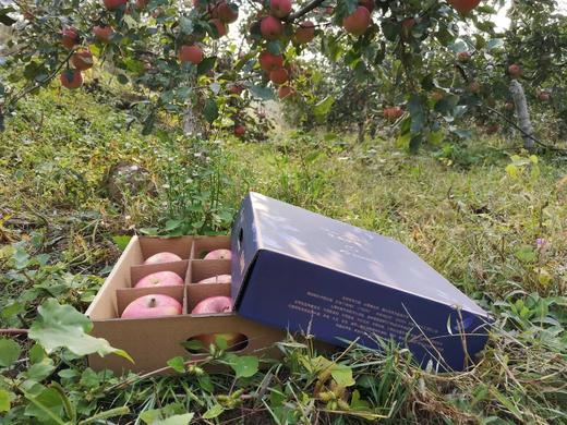 【农场直邮】有机富士苹果丨精品9枚（宋洁自然农场） 商品图4