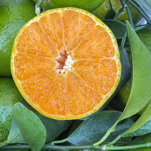 【好吃的茶橘，“小青柑”桔子蜜橘🍊】养生保健之道，橘子皮泡茶，物以稀为贵，青皮甜心有内涵，继续到货！橘味纯正，特别好吃，吃完一个根本停不下来，让人十分欢喜[色] 商品图1