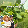 生态白菜苔 | 绿家自产 * Eco-choy sum | Self-production 商品缩略图0