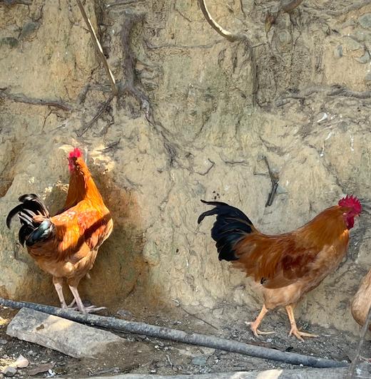 跑山童子鸡约2斤 商品图1