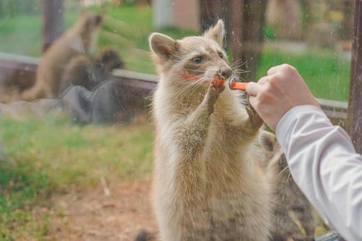 即买即用【天府新区.觅野时光】2000+亩生态农田、原生山林、百亩湖面、野趣草地，冒险营，沙滩寻宝，萌宠互动，羊驼，小浣熊，N种无动力设备畅玩 商品图9