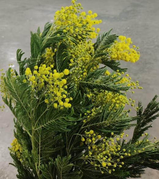 荷兰花材 | 金合欢 Dec Acacia Denisboden Flowering 商品图0