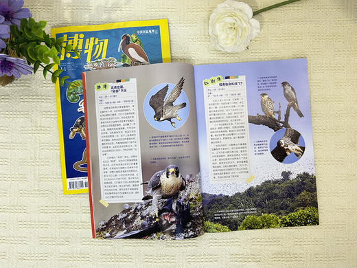 【绝版过刊】博物  2024年1-6月共6期   现货打包发货 商品图2