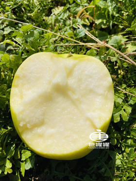 瑞雪苹果 一口吃出百花香 一款可以超越王林苹果  遇见瑞雪 兆丰年 喜事连连！ YD5370273