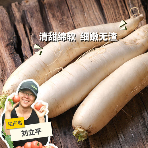 生态白萝卜 | 绿家自产* Ecological  white radish | Self-production 商品图0