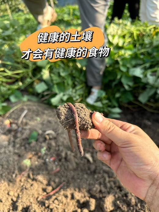 【现包3天左右发货】【奕虹私家小厨房】自有生态农场，新鲜采摘 面皮顺滑、劲道、馅料鲜香本味，0添加自然调味 20克*15/盒 商品图10