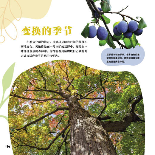 《绿色星球》（全5册） 商品图12