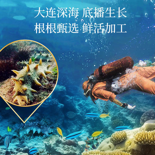 [獐子岛] 净制淡干海参 纵山海 (90g/盒、100g/盒) 商品图3