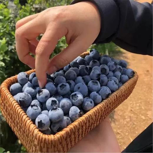 【顺丰空运】云南抚仙湖花腰锦程 L25脆甜花香蓝莓 鲜果枝高山新鲜水果 BHYJC 商品图2
