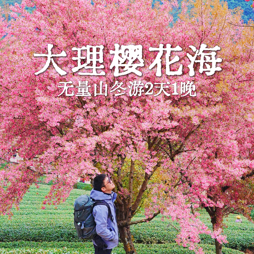 云南 |大理无量山冬樱花2天1晚，12.20-12.21/ 12.27-12.28，昆明往返/摄影小团/冬樱花海/南涧土林/弥渡野温泉/密祉古镇/深度体验民族文化，趣野星球摄影师带队小团~