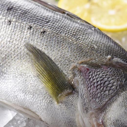 海鲈鱼  约500-600g/条 商品图4