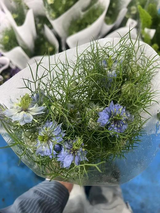 黑种草一扎 商品图6