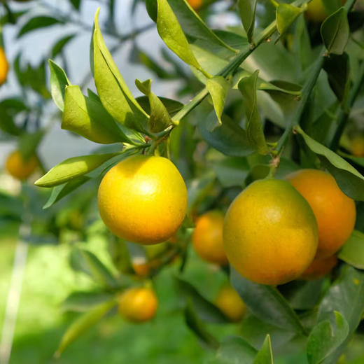 脆蜜金柑/脆甜爆汁 商品图2