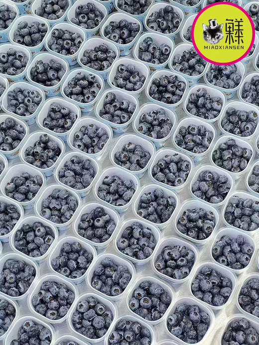 喵眼蓝莓幸运杯礼盒杯杯新鲜蓝莓15mm+中大果包邮 商品图3
