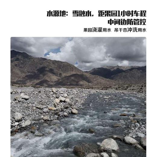 【2025年】大吊红杏001四团吊干杏 商品图4