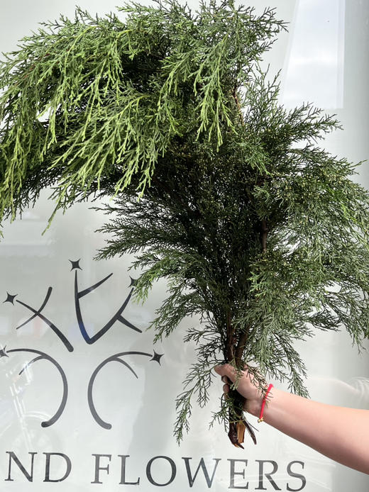 国产花材-【米松】 商品图1