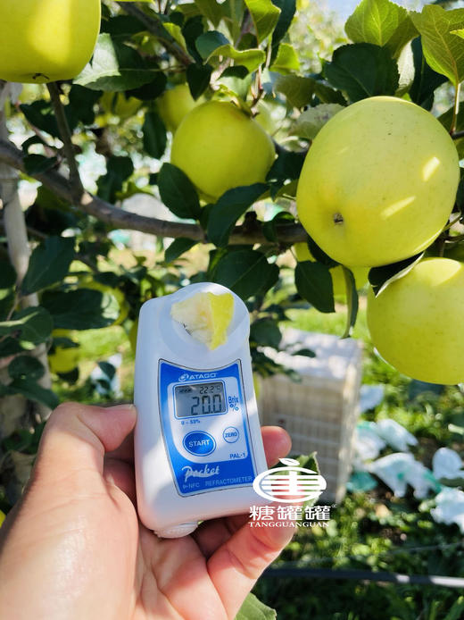 瑞雪苹果 一口吃出百花香 一款可以超越王林苹果  遇见瑞雪 兆丰年 喜事连连！ YD5370273 商品图3