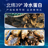 [獐子岛] 干海参 天择 (100g/盒) 商品缩略图2