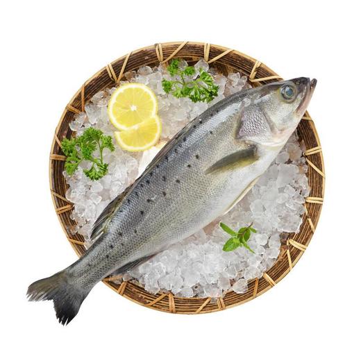海鲈鱼  约500-600g/条 商品图1