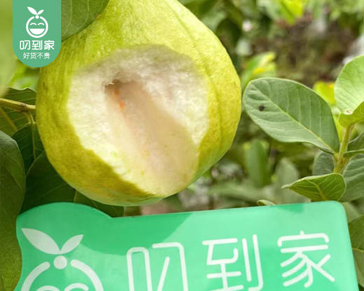 盐芭诏安盐碱地奶油芭乐/1份（1kg±50g） 商品图3