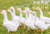 邢店虎皮鸡爪鸭翅组合 商品缩略图1