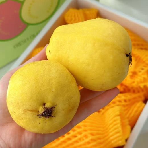 老树奶油芭乐【4斤】~皮奶白色/淡黄色，果肉软糯，清甜口，冰淇淋一样的口感，浓烈的芭乐香，减肥三高人士首选！ 商品图0