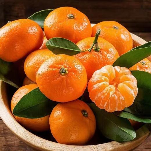 砂糖橘 商品图1