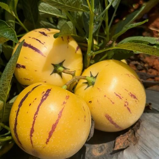 攀枝花树上熟人参果【最晚熟产区，只发树上熟，现摘现发，天冷熟的慢发货较慢】 商品图0